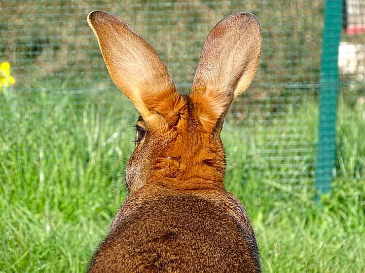 Lion participe au concours pour gagner de l'argent avec cette photo : adaptation, antelope_jackrabbit, audubons_cottontail, brown_hare, domestic_rabbit, eastern_cottontail, fawn, grass, groundcover, hare, lower_keys_marsh_rabbit, mammal, mountain_cottontail, plant, rabbit, rabbits_and_hares, terrestrial_animal, vertebrate, wildlife, wood_rabbit