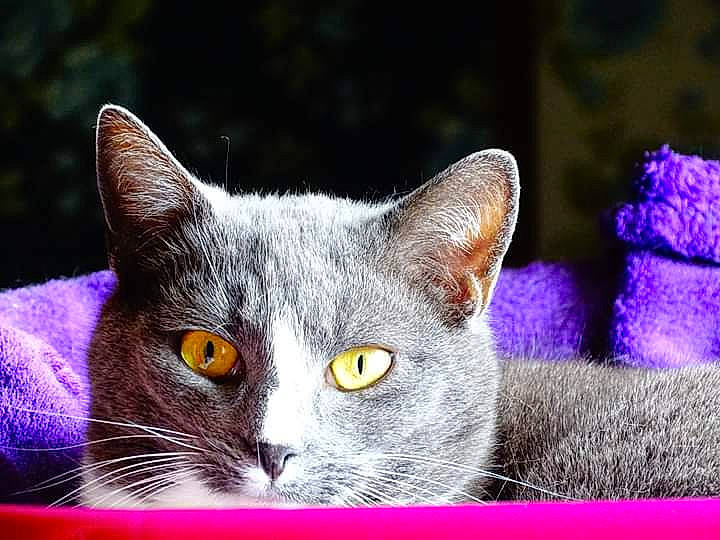 Kiwi participe au concours pour gagner de l'argent avec cette photo : american_wirehair, asian, british_shorthair, burmese, carnivore, cat, chartreux, domestic_short_haired_cat, european_shorthair, eye, felidae, kitten, korat, mammal, russian_blue, small_to_medium_sized_cats, snout, tabby_cat, vertebrate, whiskers