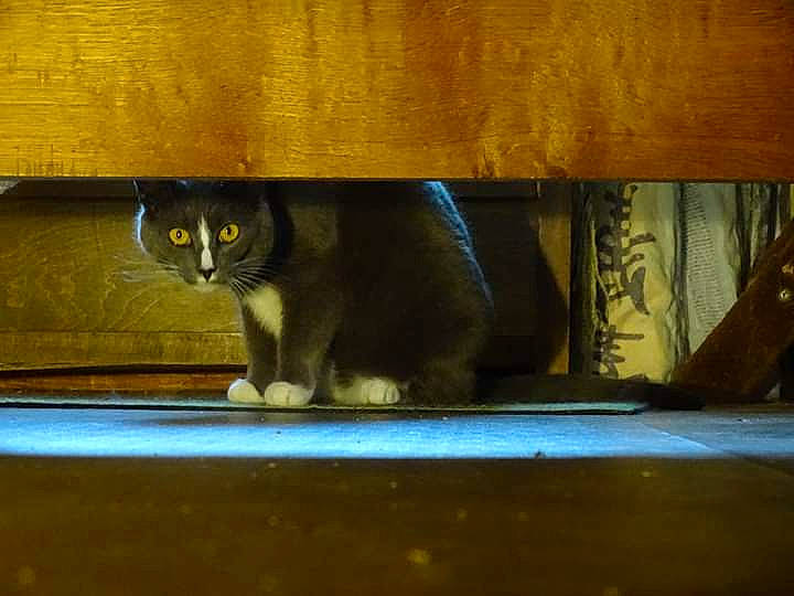 Kiwi participe au concours pour gagner de l'argent avec cette photo : carnivore, cat, domestic_short_haired_cat, eye, felidae, floor, small_to_medium_sized_cats, table, tail, whiskers, wood, yellow