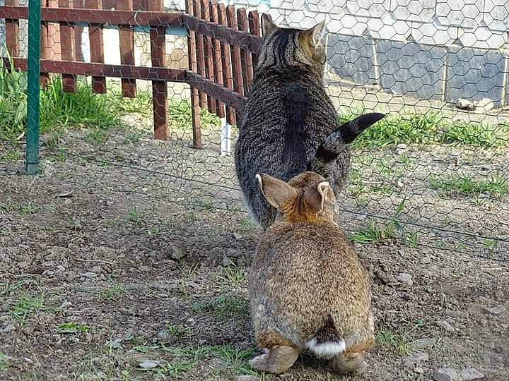 Petitmec a rejoint le concours — aidez-le/la à gagner de superbes lots ! canidae, carnivore, cat, domestic_short_haired_cat, european_shorthair, felidae, pixie_bob, small_to_medium_sized_cats, tabby_cat, tail, wallaby, whiskers, wild_cat, wildlife