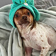 Tulip is registered to the contest to win money with this photo: animal, blanket, brown_and_white, button, close_up, cozy, cute, dog, expression, fur, indoors, lying_down, pet, relaxed, resting, small_dog, soft_texture, spots, towel, turban