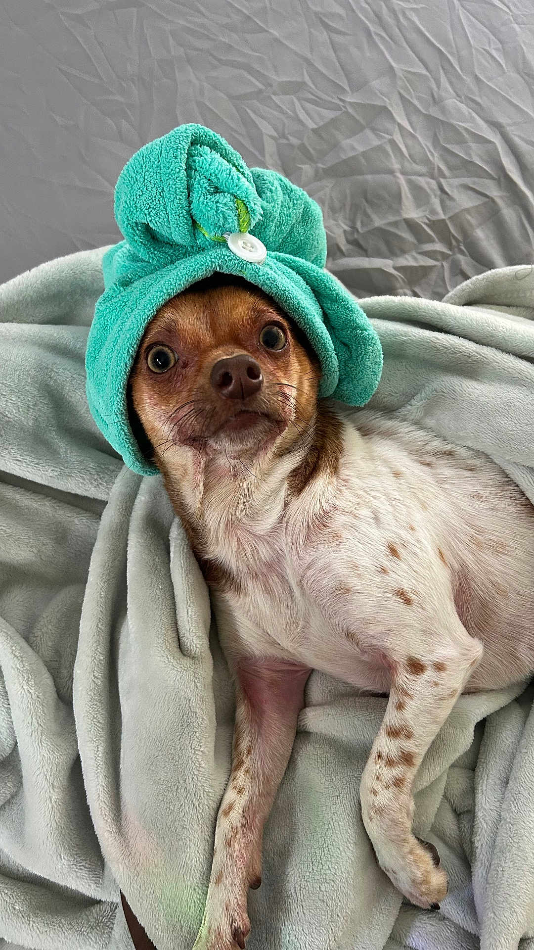 Tulip is registered to the contest to win money with this photo: animal, blanket, brown_and_white, button, close_up, cozy, cute, dog, expression, fur, indoors, lying_down, pet, relaxed, resting, small_dog, soft_texture, spots, towel, turban