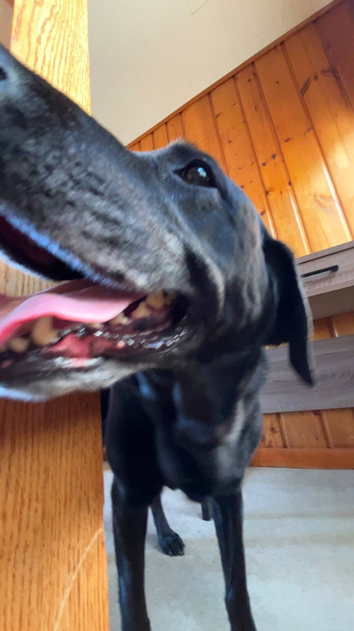 My Favorite Mewing Baka