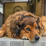 Roxane a rejoint le concours — aidez-le/la à gagner de superbes lots ! black_fur, brown_fur, canine, close_up, dog, doorstep, eyes, face, floppy_ears, long_hair, lying_down, nose, outdoor, paws, porch, portrait, resting, sad_expression, tile, wooden_background