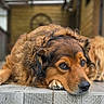 black_fur, brown_fur, canine, close_up, dog, doorstep, eyes, face, floppy_ears, long_hair, lying_down, nose, outdoor, paws, porch, portrait, resting, sad_expression, tile, wooden_background