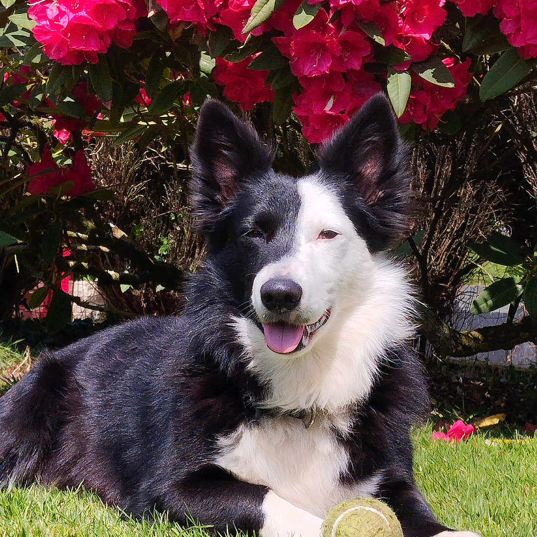 Sulky participe au concours pour gagner de l'argent avec cette photo : animal, black_and_white, border_collie, canine, dog, flowers, fur, garden, grass, happy, laying_down, nature, outdoor, pet, pink_flowers, playful, summer, sunlight, tennis_ball, tongue_out