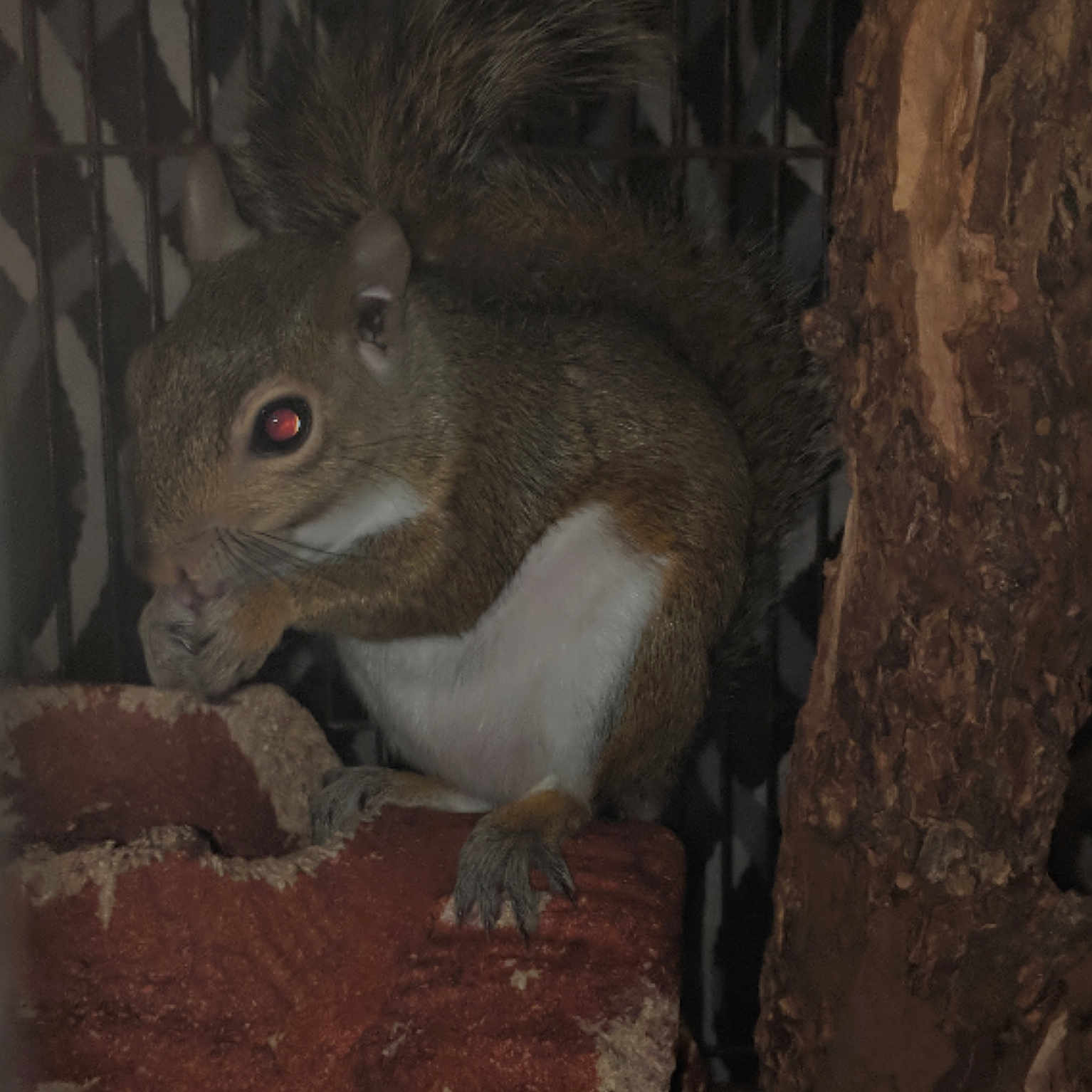 Sandy And Nugget joined the competition — help win amazing prizes! fauna, fox_squirrel, mammal, organism, rodent, snout, squirrel, terrestrial_animal, wildlife