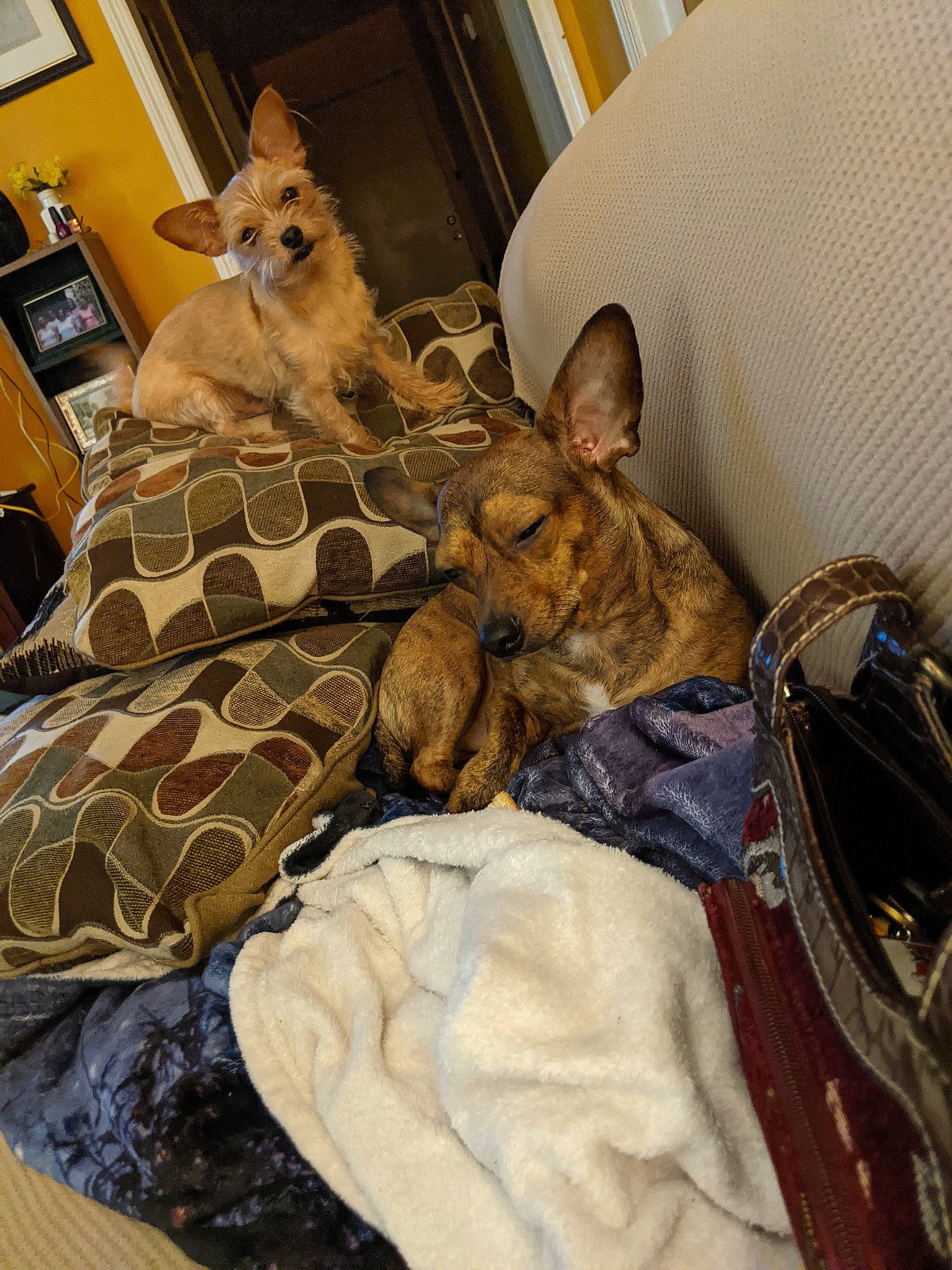 Bear Bear is registered to the contest to win money with this photo: bag, bedding, canidae, carnivore, comfort, companion_dog, couch, dog, dog_bed, dog_breed, dog_supply, fawn, felidae, fur, linens, mammal, room, small_to_medium_sized_cats, sporting_group, whiskers