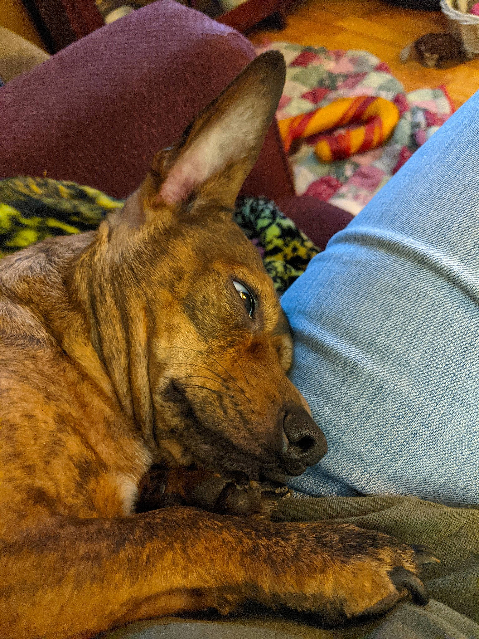 Bear Bear joined the competition — help win amazing prizes! canidae, carnivore, comfort, companion_dog, dog, dog_breed, east_european_shepherd, fawn, fur, german_shepherd_dog, guard_dog, herding_dog, linens, sitting, sporting_group, terrestrial_animal, whiskers, wildlife, wood, working_dog