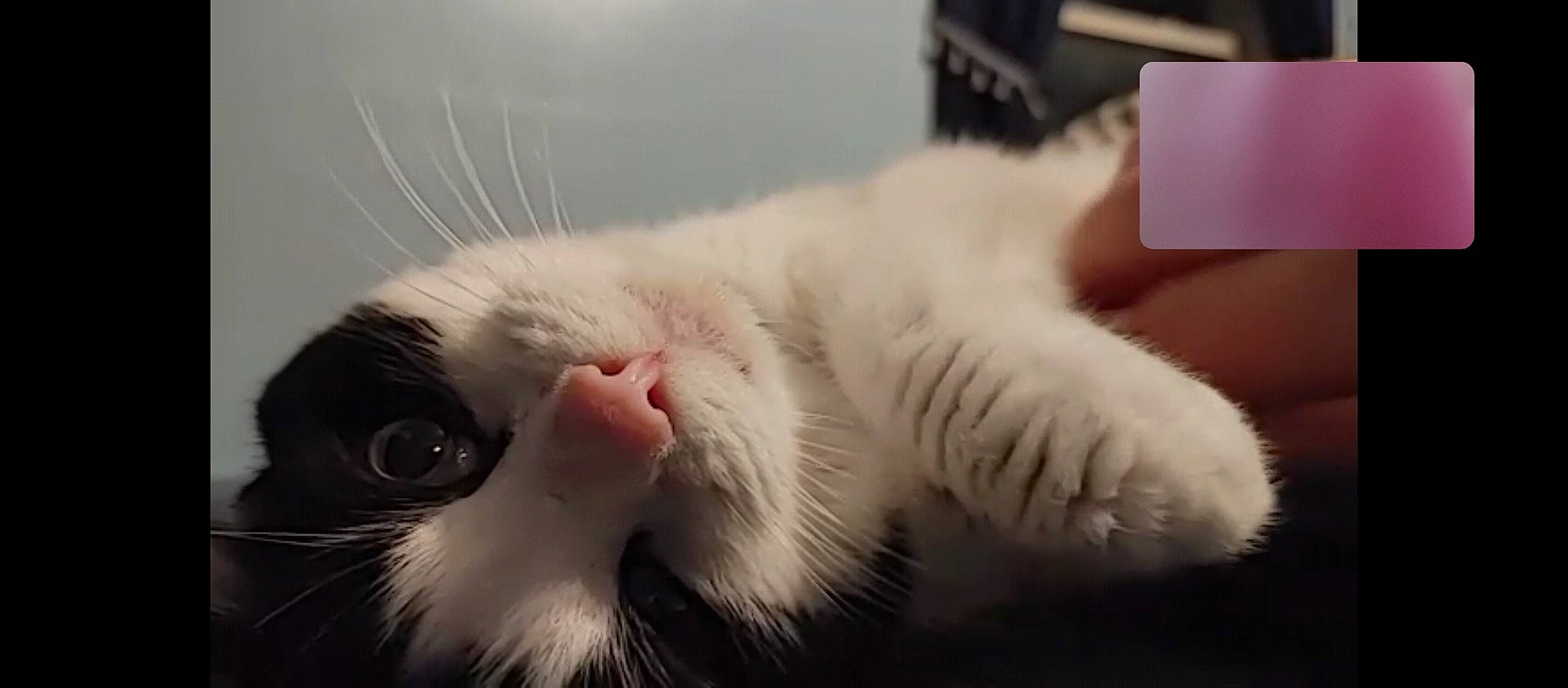 Lily joined the competition — help win amazing prizes! carnivore, cat, claw, comfort, domestic_short_haired_cat, felidae, fur, nap, nose, paw, small_to_medium_sized_cats, snout, tail, terrestrial_animal, whiskers