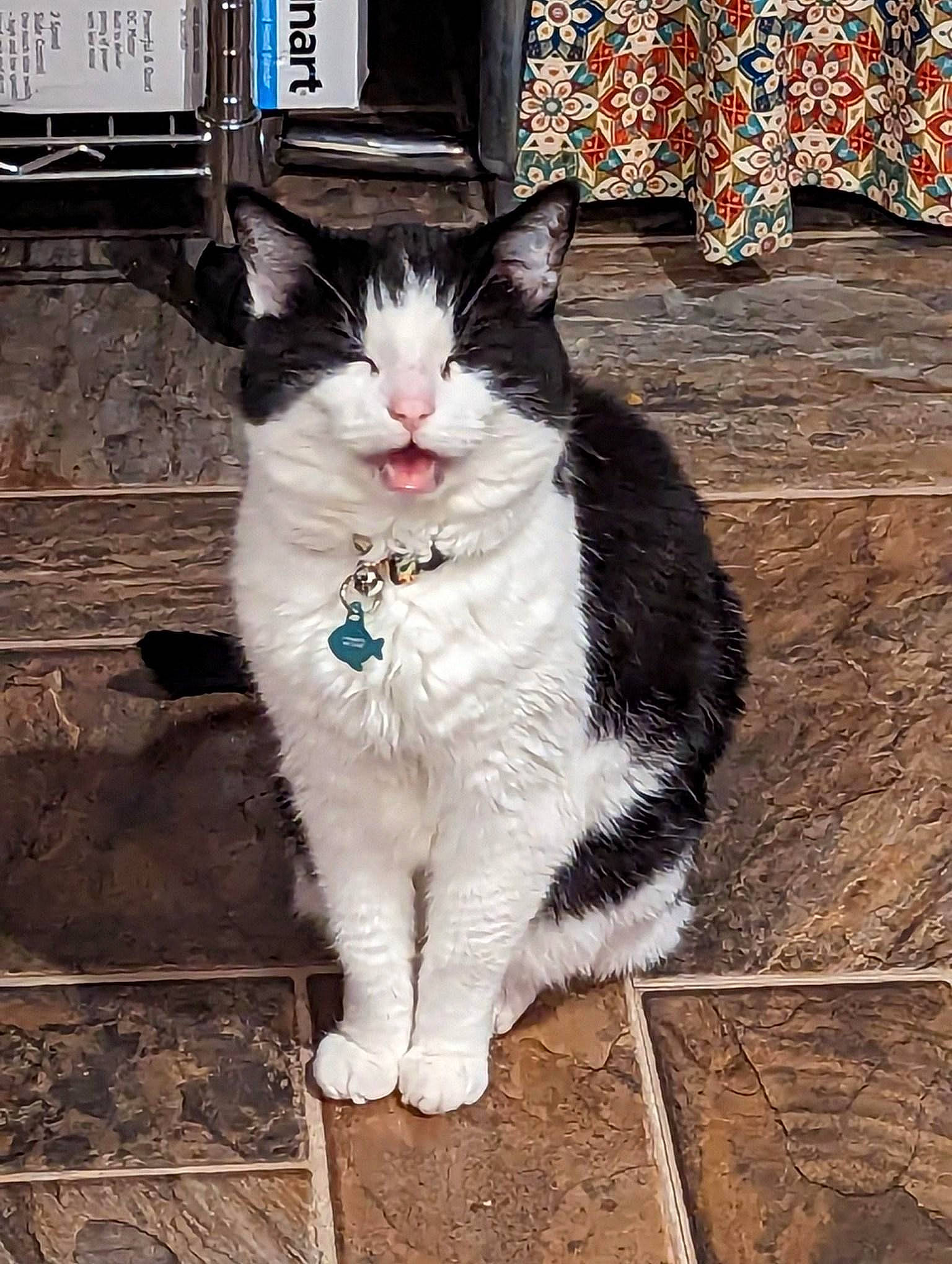 Lily is registered to the contest to win money with this photo: art, carnivore, cat, claw, domestic_short_haired_cat, felidae, flooring, foot, fur, grey, paw, sitting, small_to_medium_sized_cats, snout, tail, terrestrial_animal, whiskers, wood