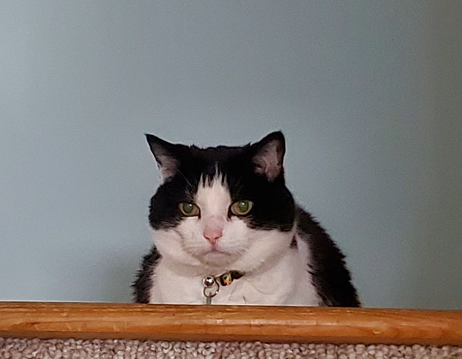 Lily is registered to the contest to win money with this photo: box, carnivore, cat, domestic_short_haired_cat, eye, felidae, fur, grey, paw, pedestal, sitting, small_to_medium_sized_cats, snout, tail, whiskers, window, wood