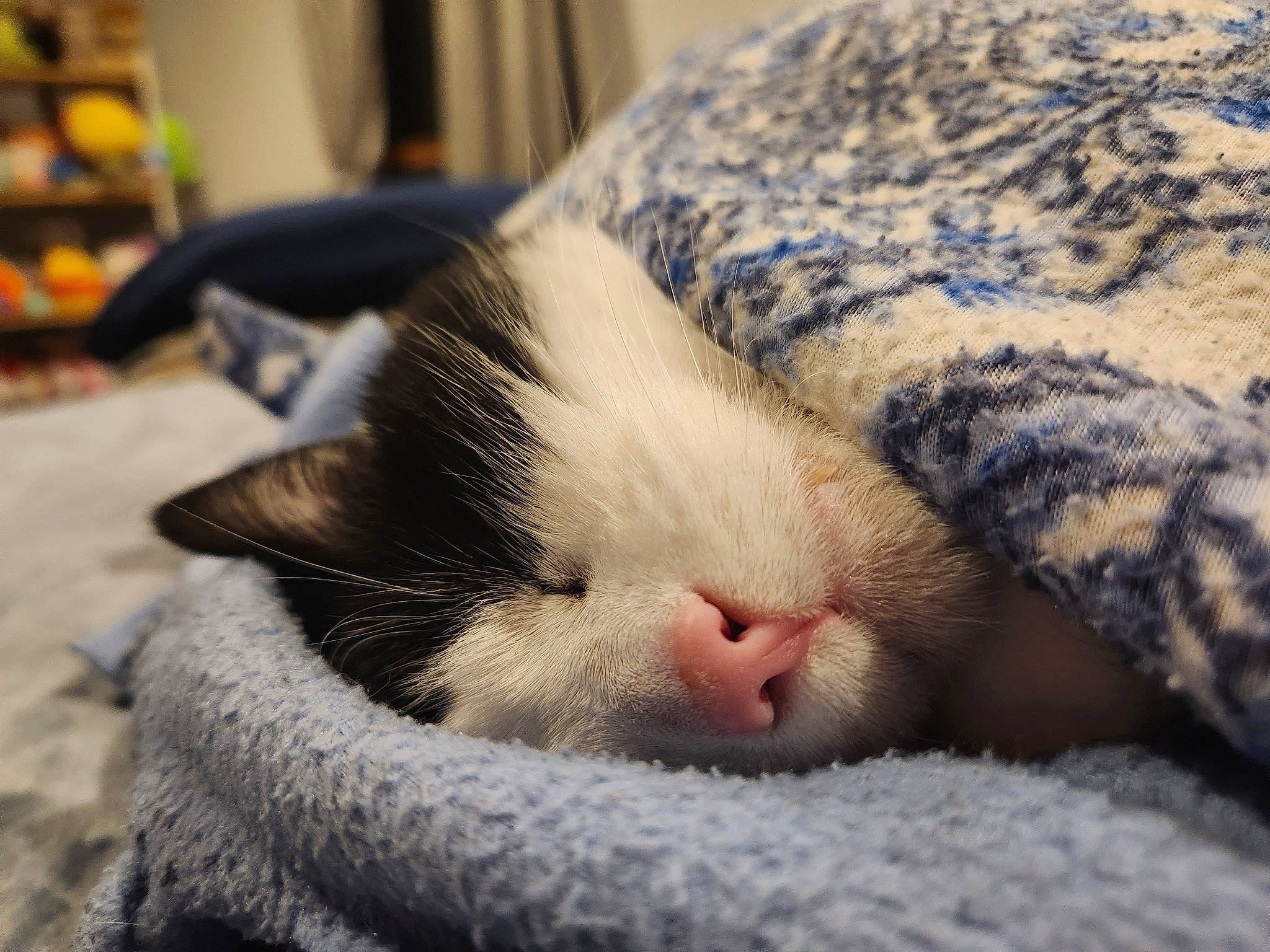 Lily is registered to the contest to win money with this photo: carnivore, cat, claw, comfort, domestic_short_haired_cat, eye, eyelash, felidae, fur, head, human_body, nap, paw, sleep, small_to_medium_sized_cats, snout, tail, terrestrial_animal, vertebrate, whiskers