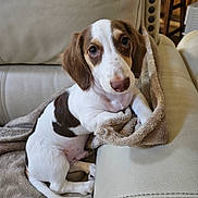 S'Mores joined the competition — help win amazing prizes! puppy, dog, blanket, couch, indoor, pet, cute, brown_and_white, fur, small_dog, resting, looking_up, adorable, cozy, domestic, animal, young, companion, relaxed, portrait