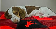 S'Mores joined the competition — help win amazing prizes! dog, sleeping, brown_and_white, blanket, indoor, cozy, resting, fur, pet, cute, animal, relaxed, snout, ears, paw, lying_down, comfort, peaceful, close_up, bed