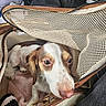 S'Mores joined the competition — help win amazing prizes! dog, pet, carrier, mesh, blanket, brown_and_white, snout, fur, indoor, closeup, pet_bag, zipper, resting, cute, animal, canine, leash_clip, soft, cozy, relaxed