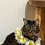 cat, tabby, flower_garland, lei, pet, animal, feline, indoor, wooden_furniture, white_wall, yellow, green_eyes, fur, sitting, cute, domestic_animal, portrait, closeup, calm, decor