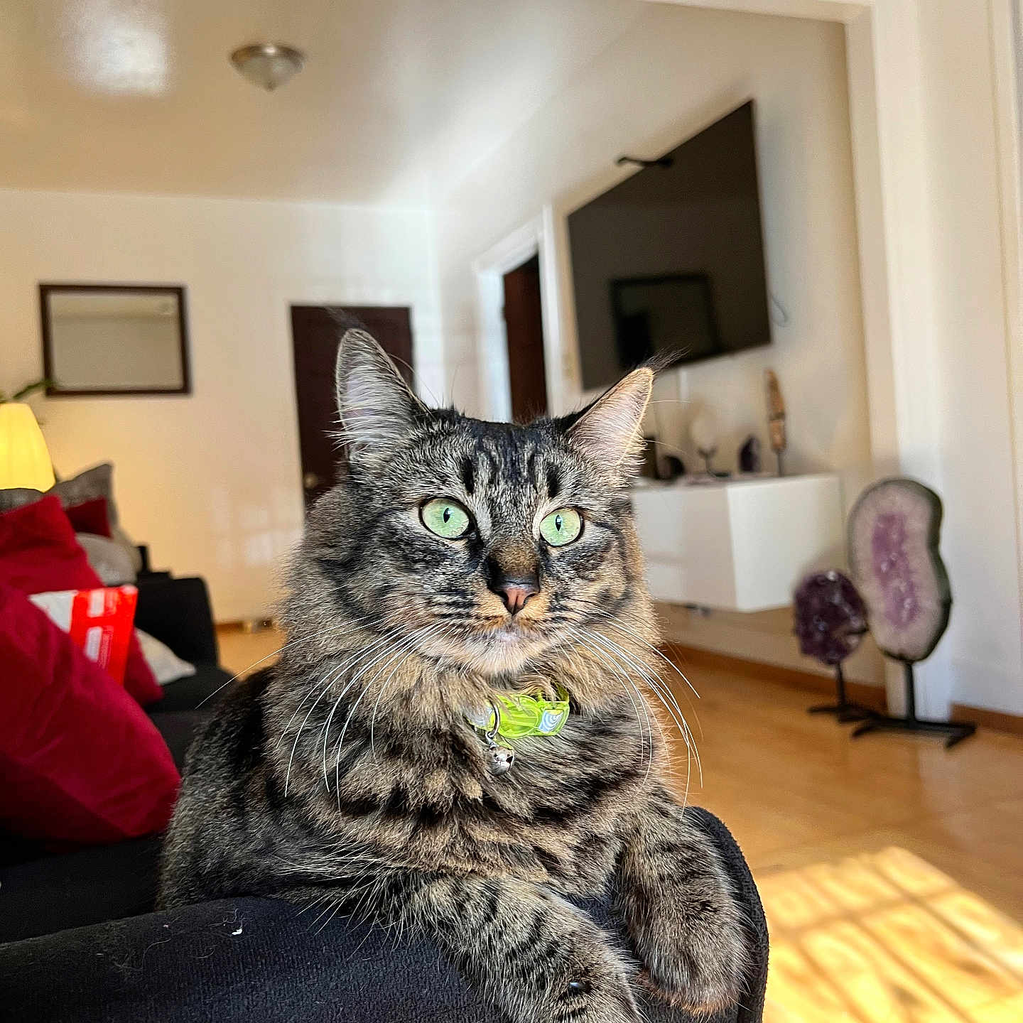 Calamansi is registered to the contest to win money with this photo: cat, collar, couch, cozy, decor, domestic_cat, feline, fur, furniture, green_eyes, house, indoor, living_room, pet, pillow, relaxed, sunlight, tabby, whiskers, window_light