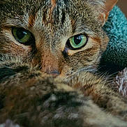 Hestia joined the competition — help win amazing prizes! cat, tabby, close_up, green_eyes, pet, animal, feline, fur, whiskers, blanket, cozy, indoor, cute, resting, soft, warm, nose, portrait, relaxed, eye_contact