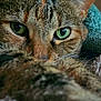 cat, tabby, close_up, green_eyes, pet, animal, feline, fur, whiskers, blanket, cozy, indoor, cute, resting, soft, warm, nose, portrait, relaxed, eye_contact