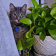 Dabz joined the competition — help win amazing prizes! animal, cat, cozy, curious, domestic, eyes, feline, furniture, gray_cat, green_leaves, houseplant, indoor, pet, pet_tag, plant_pot, potted_plant, rabies_tag, tabby_cat, texture, whiskers
