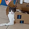 cat, cardboard_box, indoor, tiled_floor, poster, kayak, animal, pet, relaxed, curious, white_and_gray, floor, feline, domestic_animal, box, resting, looking, home, cozy, casual