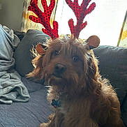 Winston joined the competition — help win amazing prizes! dog, reindeer_antenna, pet, indoor, couch, blanket, curtain, furniture, brown_fur, holiday, costume, animal, canine, decor, window, soft_light, cute, sitting, domestic_animal, living_room