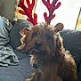 dog, reindeer_antenna, pet, indoor, couch, blanket, curtain, furniture, brown_fur, holiday, costume, animal, canine, decor, window, soft_light, cute, sitting, domestic_animal, living_room