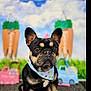 dog, french_bulldog, bandana, black_dog, pet, animal, portrait, indoor, toys, decor, carrot, background, cute, sitting, closeup, fur, ears, brown_eyes, grass, colorful