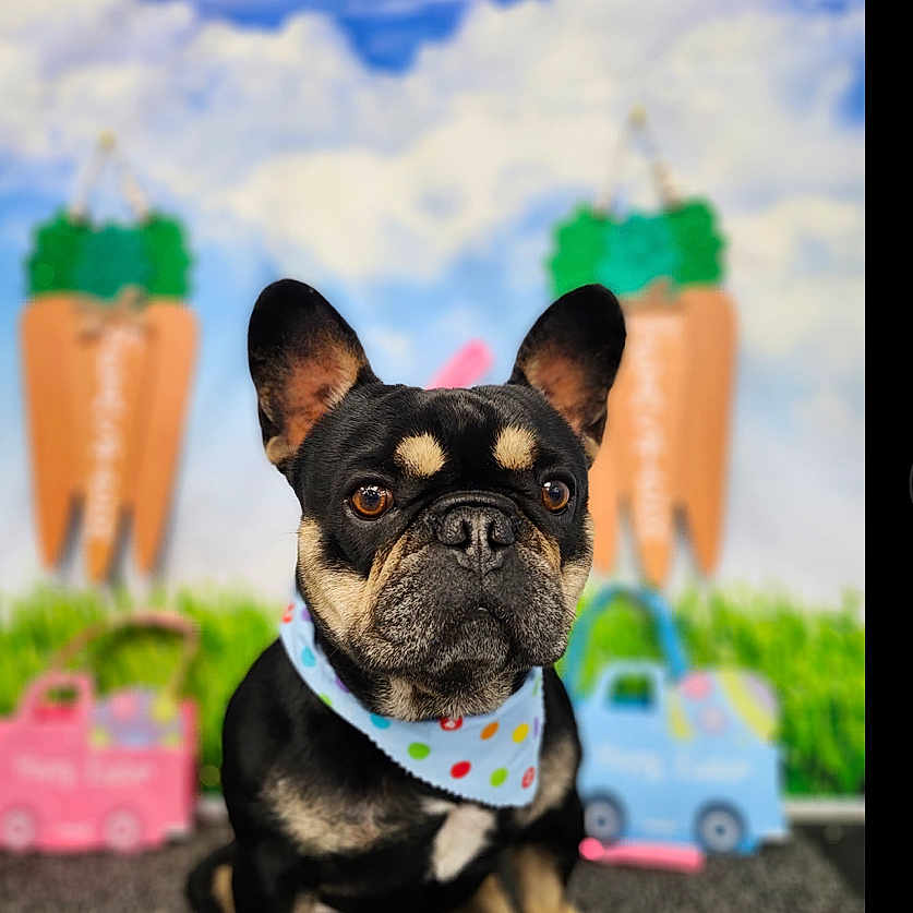 Rex is registered to the contest to win money with this photo: animal, background, bandana, black_dog, brown_eyes, carrot, closeup, colorful, cute, decor, dog, ears, french_bulldog, fur, grass, indoor, pet, portrait, sitting, toys