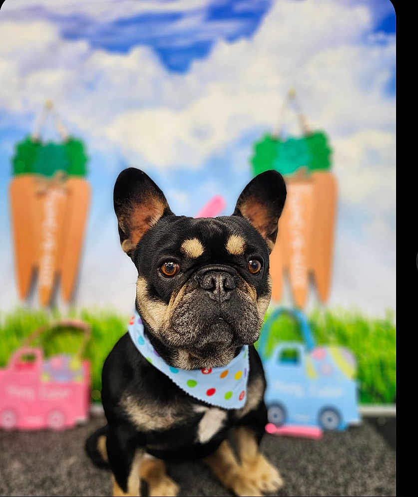 Rex is registered to the contest to win money with this photo: dog, french_bulldog, bandana, black_dog, pet, animal, portrait, indoor, toys, decor, carrot, background, cute, sitting, closeup, fur, ears, brown_eyes, grass, colorful