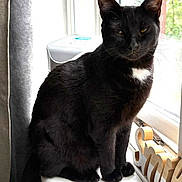 Zen is registered to the contest to win money with this photo: cat, black_cat, pet, animal, indoor, windowsill, window, natural_light, feline, sitting, white_patch, decor, wooden_sign, curtain, fur, whiskers, ears, face, expression, houseplant