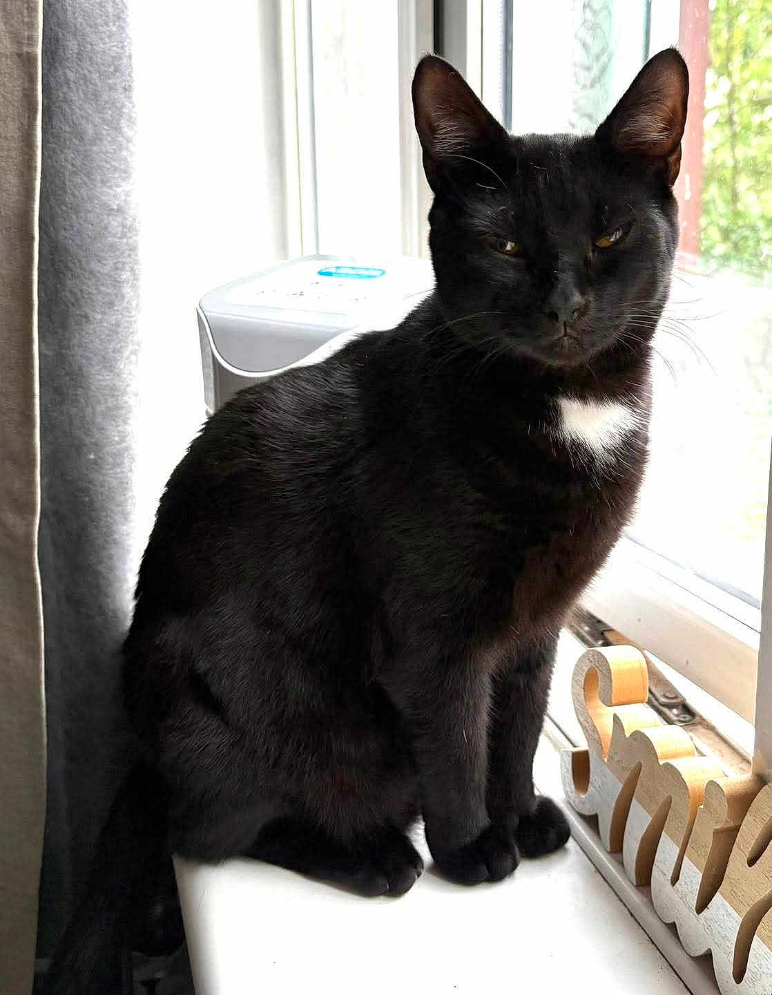 Zen is registered to the contest to win money with this photo: cat, black_cat, pet, animal, indoor, windowsill, window, natural_light, feline, sitting, white_patch, decor, wooden_sign, curtain, fur, whiskers, ears, face, expression, houseplant