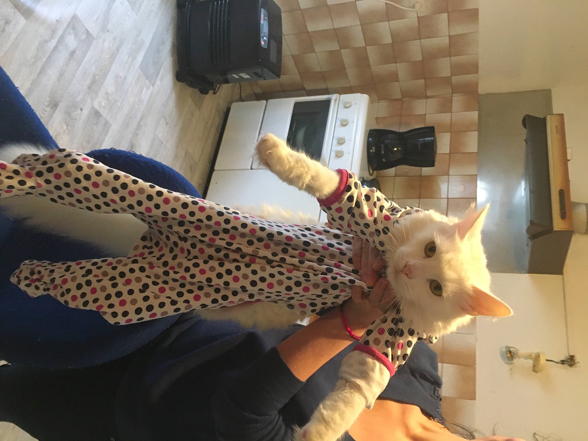 Baloo participe au concours pour gagner de l'argent avec cette photo : arm, carnivore, companion_dog, dog, fawn, felidae, finger, flooring, hand, human_leg, joint, lap, nail, pattern, selfie, sleeve, small_to_medium_sized_cats, thigh, trunk, wrist