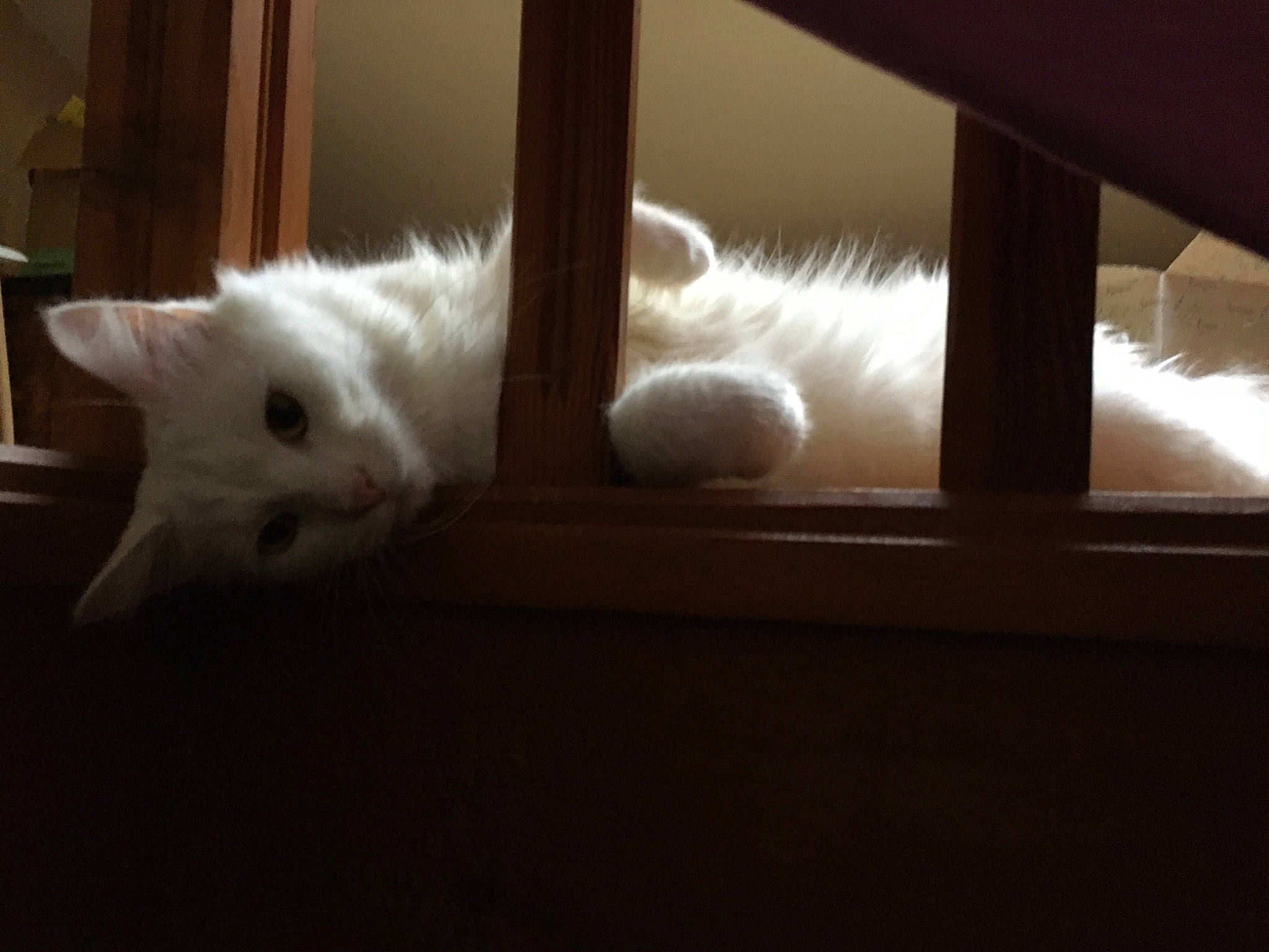 Baloo participe au concours pour gagner de l'argent avec cette photo : carnivore, cat, comfort, darkness, domestic_short_haired_cat, fawn, felidae, flooring, fur, hardwood, paw, room, small_to_medium_sized_cats, tail, tints_and_shades, whiskers, window, wood