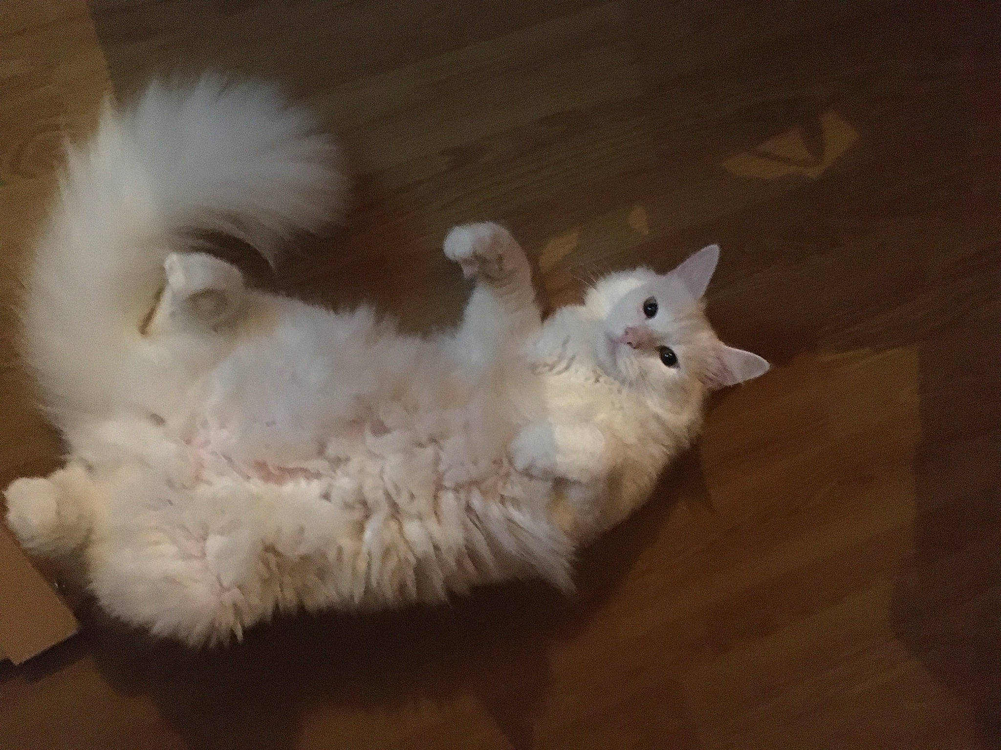 Baloo a rejoint le concours — aidez-le/la à gagner de superbes lots ! canidae, carnivore, cat, claw, companion_dog, dog_breed, fawn, felidae, flooring, fur, hardwood, paw, small_to_medium_sized_cats, snout, tail, terrestrial_animal, whiskers, wood, wool