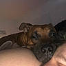 dog, close_up, resting, shoulder, person, face, brown_dog, indoor, dim_lighting, relaxing, companion, pet, snout, fur, ear, human_skin, cozy, intimate, sleepy, quiet