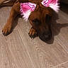 dog, brown_dog, lying_down, wooden_floor, indoor, pet, canine, filter, digital_ears, pink_ears, white_ears, flooring, relaxed, resting, animal, domestic_animal, cute, playful, household, companion