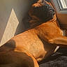 dog, sleeping, sunlight, window, shadow, brown_fur, indoor, relaxed, pet, canine, resting, nap, warm_light, floor, side_view, cozy, peaceful, animal, domestic, quiet