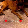 dog, brown_dog, floor, wooden_floor, couch, blue_couch, pet, indoor, lying_down, animal, canine, legs, person, text_overlay, heart_emoji, love_message, domestic, companion, resting, cute