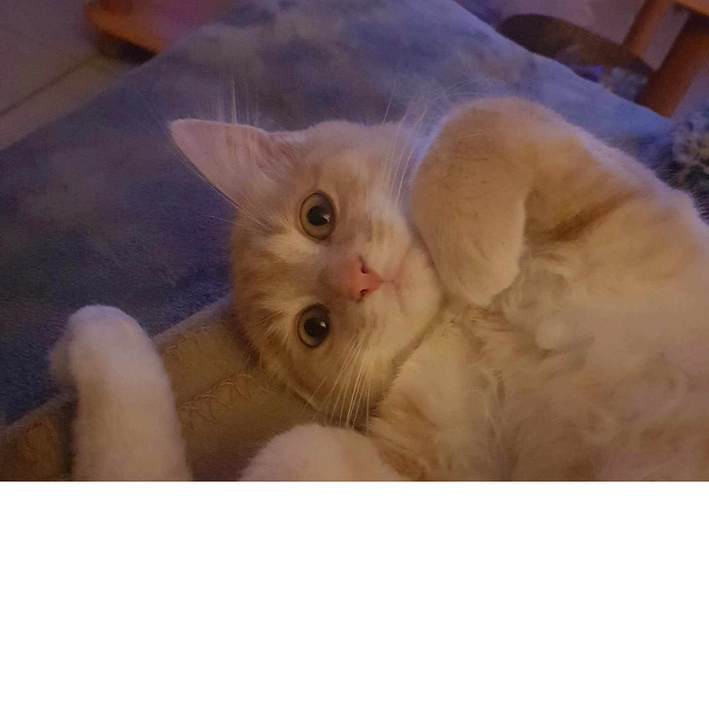 Cookie a rejoint le concours — aidez-le/la à gagner de superbes lots ! angora, animal, canine, cat, dog, face, furniture, hardwood, head, indoors, interiordesign, kitten, manx, person, pet, photography, plywood, portrait, table, wood