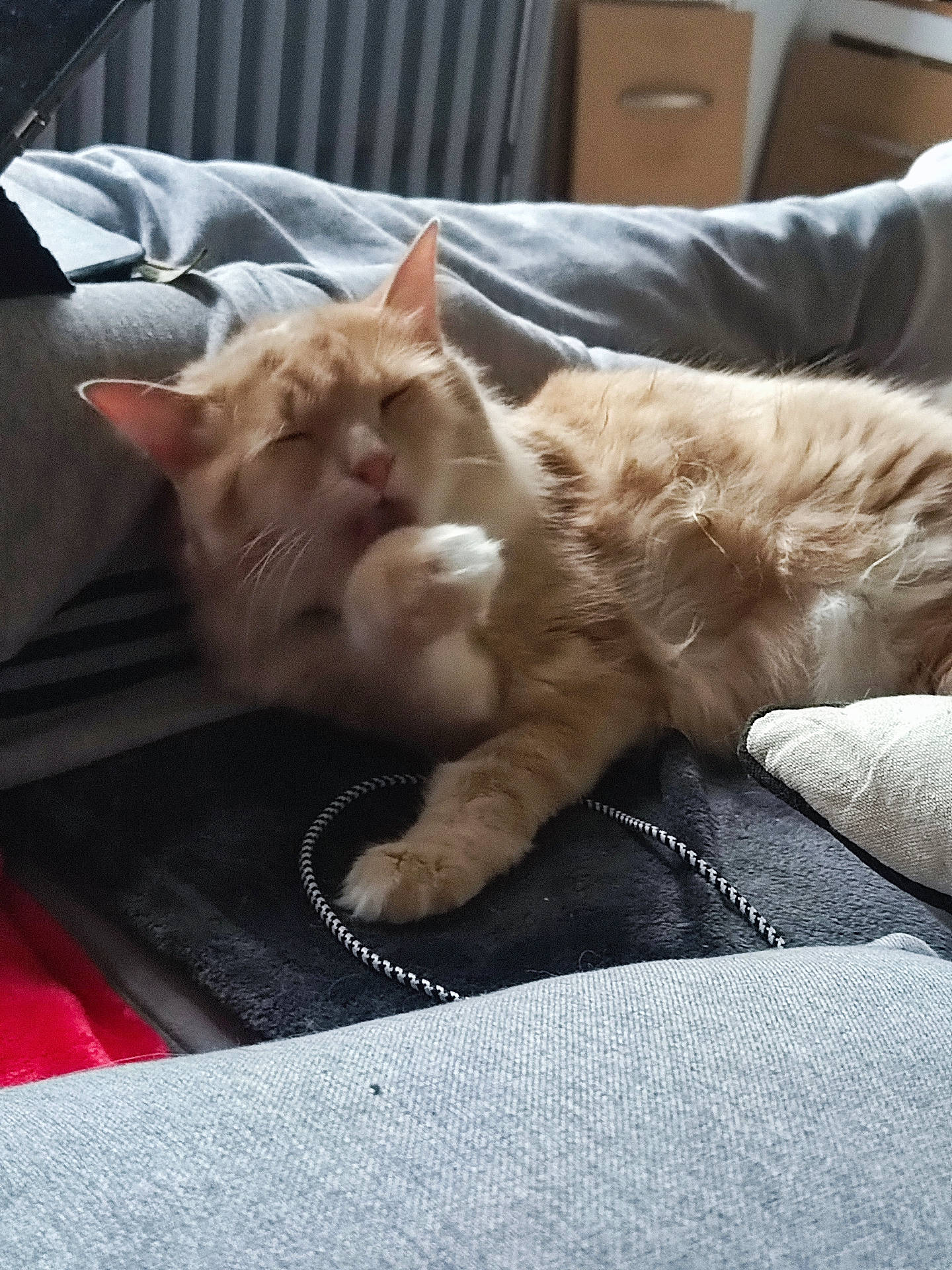 Cookie participe au concours pour gagner de l'argent avec cette photo : abyssinian, accessories, animal, blanket, cat, chair, computer, couch, cushion, electronics, furniture, homedecor, kitten, laptop, manx, pc, person, pet, siamese, sleeping