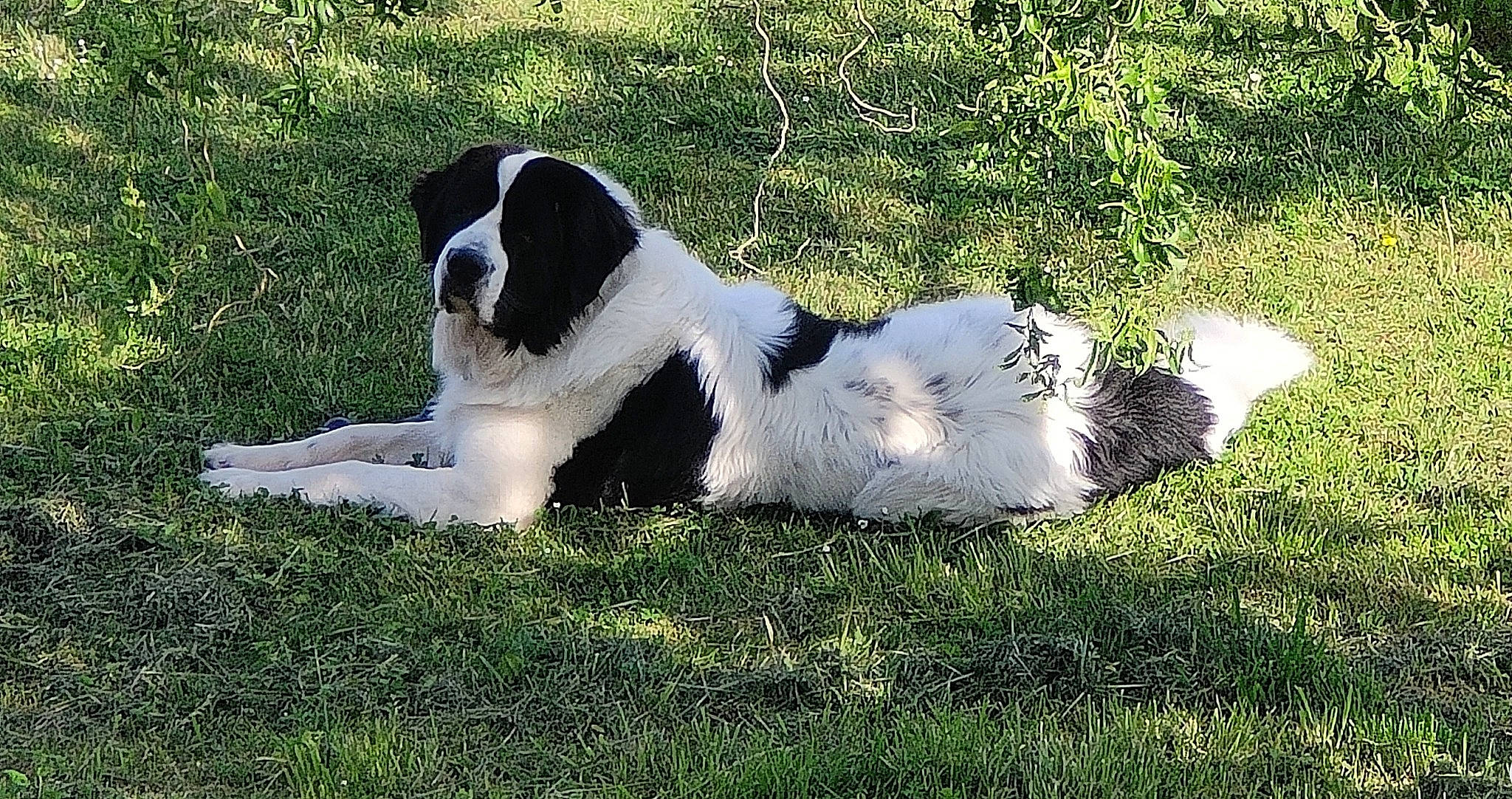 Sam a rejoint le concours — aidez-le/la à gagner de superbes lots ! canidae, carnivore, companion_dog, dog, dog_breed, fur, grass, gun_dog, hunting_dog, landseer, non_sporting_group, plant, pointing_breed, snout, spaniel, sporting_group, tail, terrestrial_animal, working_animal, working_dog