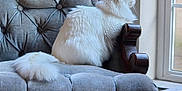 Luna joined the competition — help win amazing prizes! cat, white_cat, fluffy, armchair, tufted_chair, gray_chair, window, indoor, pet, feline, sitting, looking_out_window, cozy, soft_texture, wooden_armrest, quiet, domestic, calm, natural_light, house