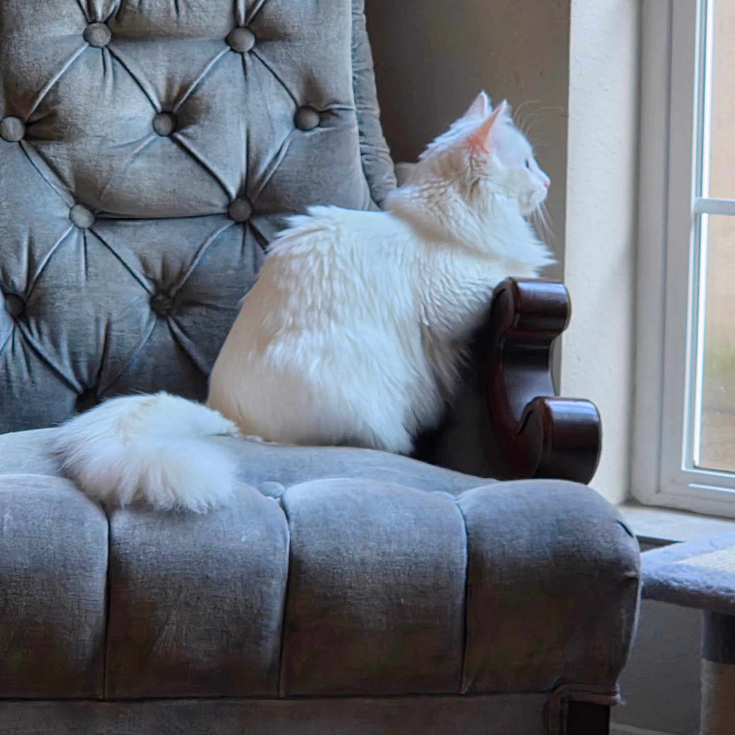 Luna joined the competition — help win amazing prizes! armchair, calm, cat, cozy, domestic, feline, fluffy, gray_chair, house, indoor, looking_out_window, natural_light, pet, quiet, sitting, soft_texture, tufted_chair, white_cat, window, wooden_armrest