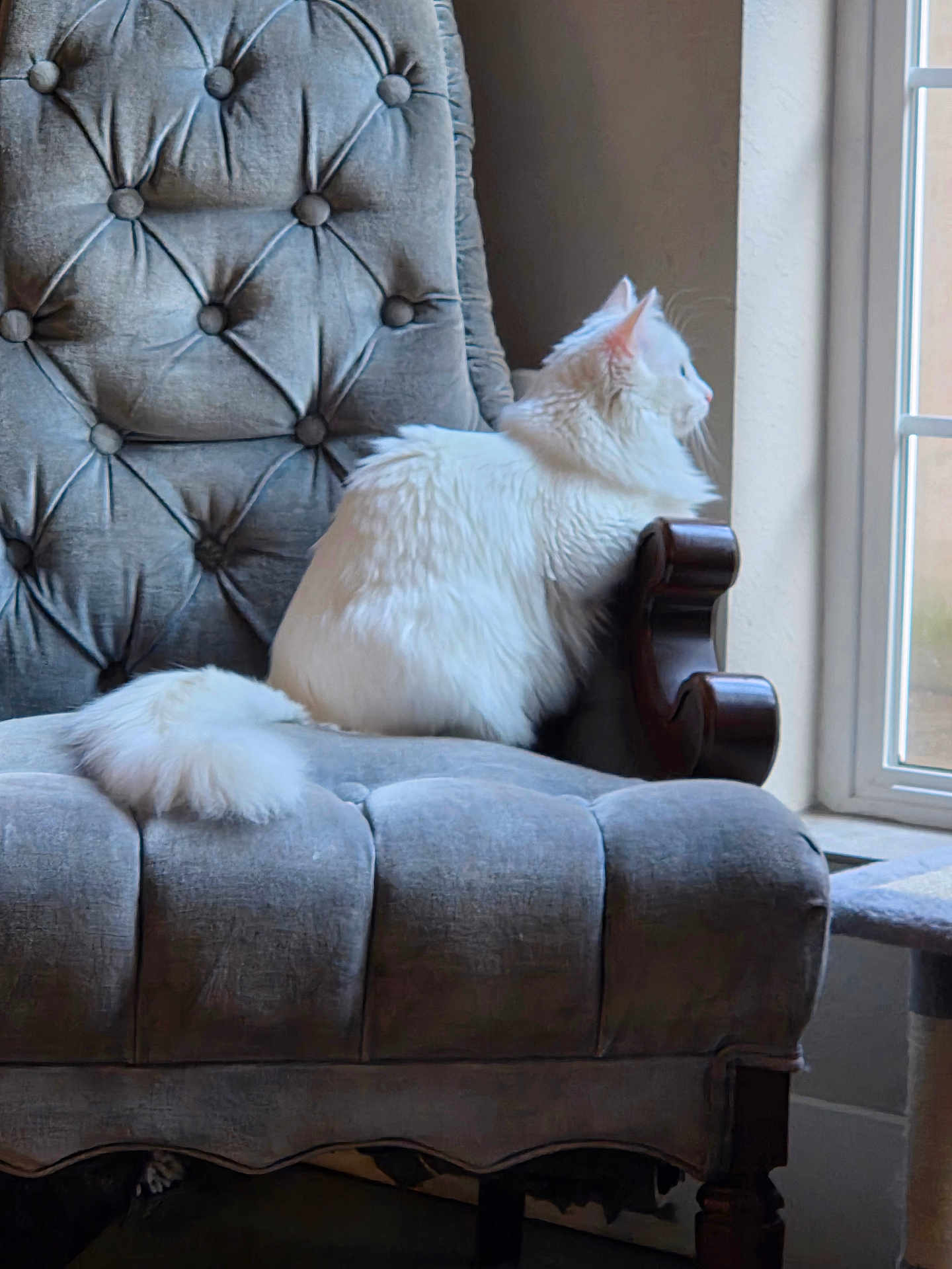 Luna joined the competition — help win amazing prizes! cat, white_cat, fluffy, armchair, tufted_chair, gray_chair, window, indoor, pet, feline, sitting, looking_out_window, cozy, soft_texture, wooden_armrest, quiet, domestic, calm, natural_light, house