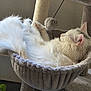 Luna is registered to the contest to win money with this photo: cat, sleeping, white_cat, fluffy, cat_tree, hammock_bed, pet, indoor, cozy, fuzzy_toy, relaxed, fur, animal, paw, whiskers, quiet, resting, home, soft, sunlight