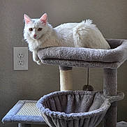Luna is registered to the contest to win money with this photo: cat, white_cat, cat_tree, pet, indoor, furniture, animal, fluffy, perch, hammock, scratching_post, toy, wall, outlet, relaxed, looking_at_camera, cozy, domestic_cat, feline, resting