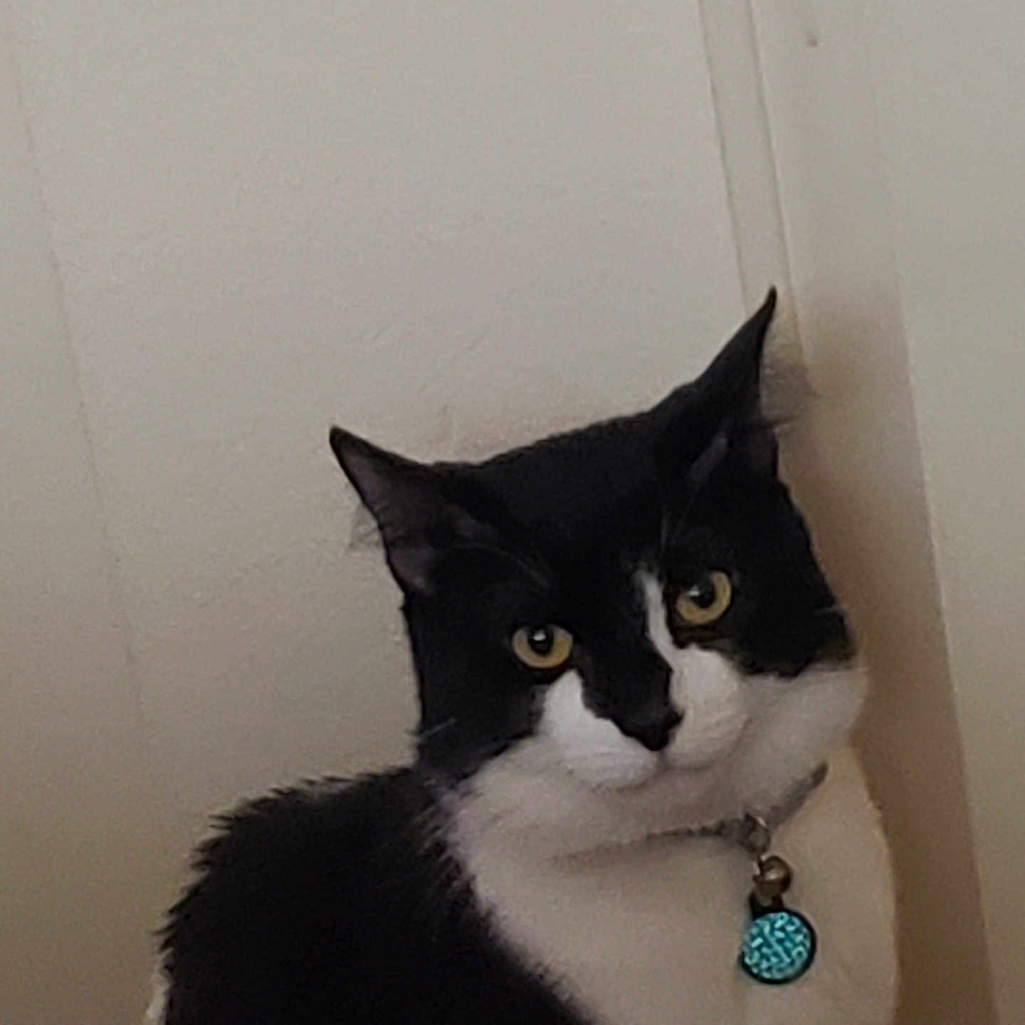 King George is registered to the contest to win money with this photo: animal, black_and_white, calm, cat, closeup, collar, cute, domestic, feline, fur, household, indoor, looking, pet, portrait, quiet, sitting, tag, wall, yellow_eyes