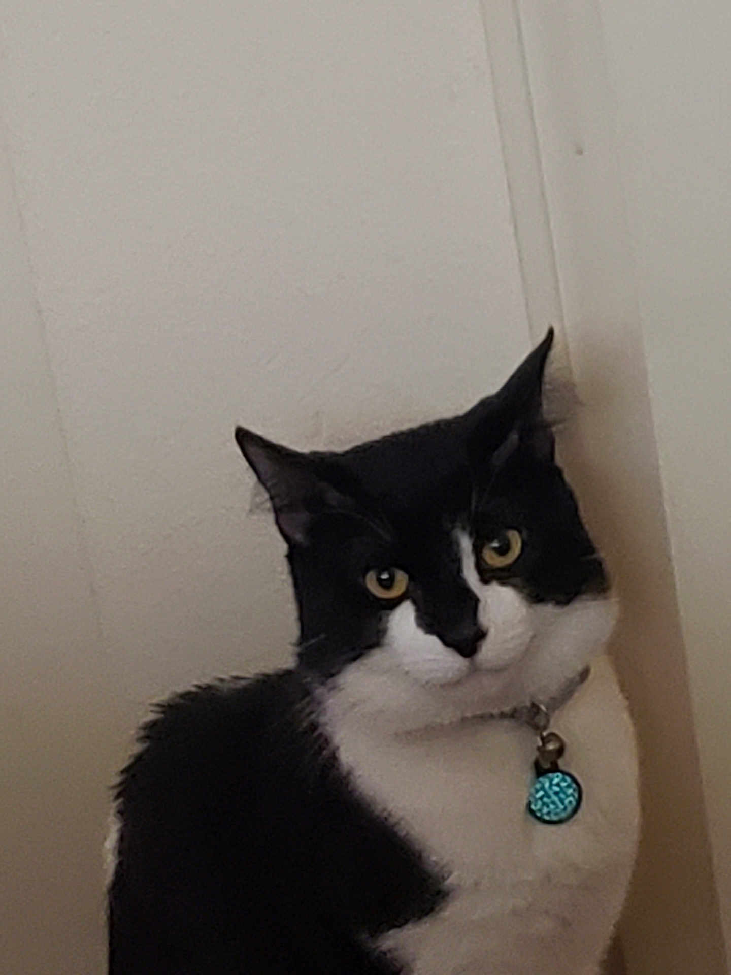 King George is registered to the contest to win money with this photo: cat, black_and_white, pet, collar, tag, indoor, wall, fur, animal, calm, yellow_eyes, portrait, looking, sitting, domestic, feline, closeup, quiet, household, cute